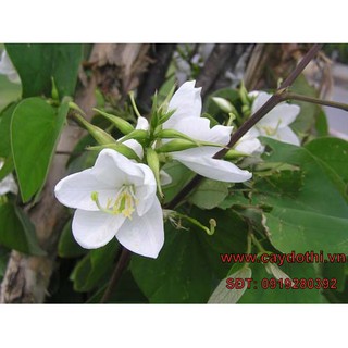 cây Hoa Ban Trắng giống (cây móng bò)