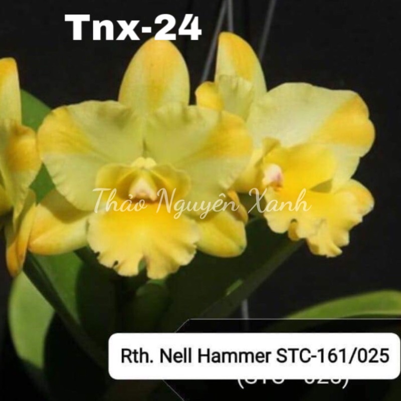 TNX24 - Lan Cattleya Mini Hoa Chùm - Nell Hammer - Cây Con