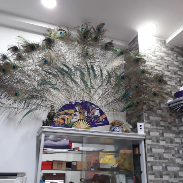 Combo 12 Lông công tự nhiên | BigBuy360 - bigbuy360.vn