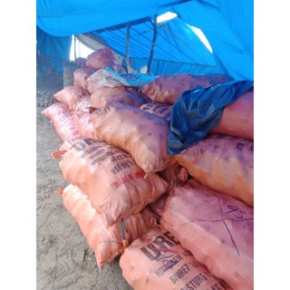 củ sâm đất 1kg