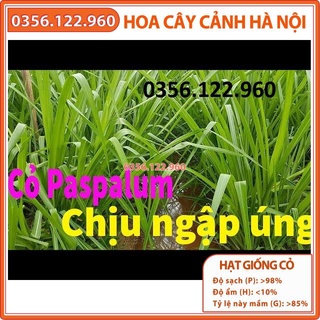Hạt Giống Cỏ chăn nuôi Ubon Paspalum – cỏ xả chịu Ngập Úng gói 100g