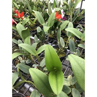 Cattleya why not hoa vàng