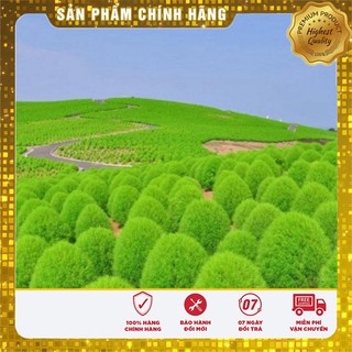 Hạt Giống Cỏ Đổi Màu Nhật Bản(50 hạt)