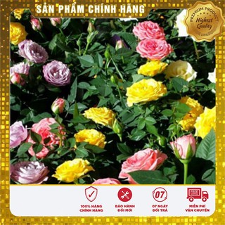 Hạt giống Hoa Hồng Tỷ Muội - 20 Hạt