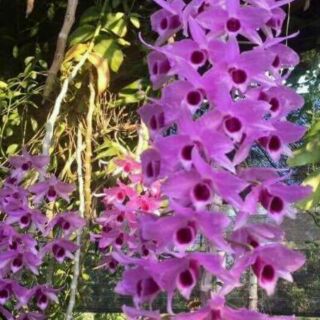 Hoa phong lan phi điệp lai trầm