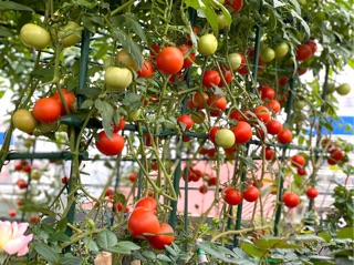 Hạt giống Cà Chua Lai RADO cao cấp, trái bóng to, năng suất cao