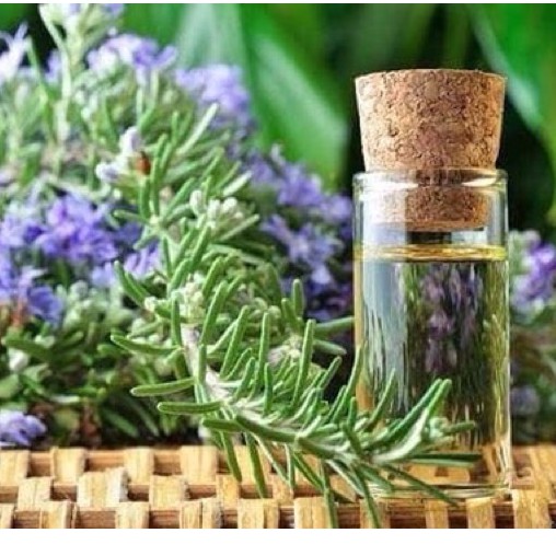 Hạt giống Hương Thảo nhập nguyên bao bì Thái Lan