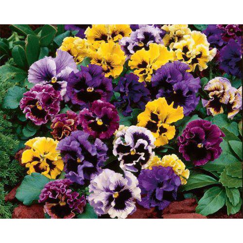 Hạt Giống Hoa Pansy Mix Nhiều Màu Gói (0.03gr)