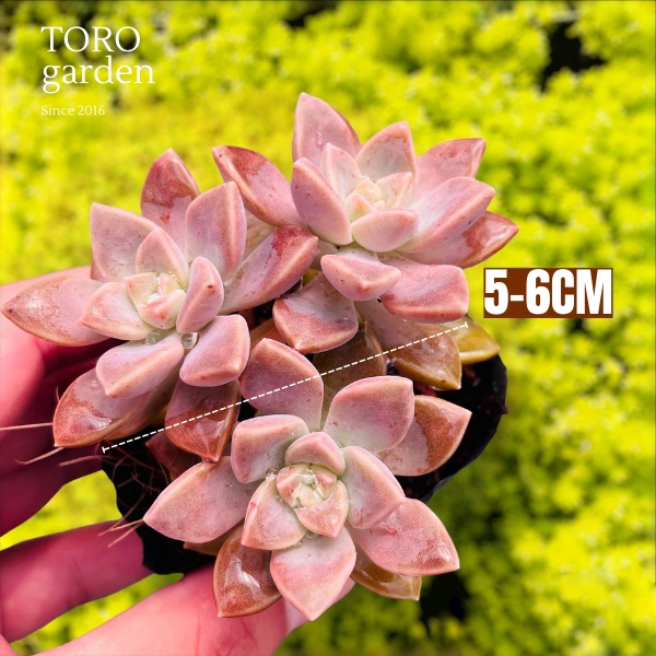 Sen đá đá tím Đà Lạt size bé cây cảnh trang trí nhà cửa Toro garden