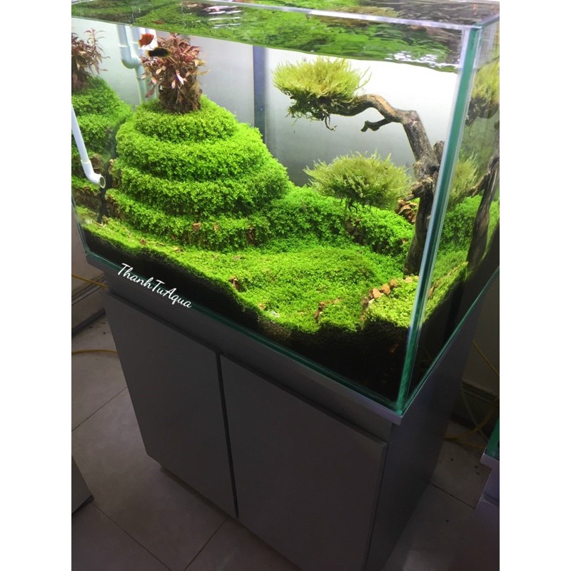 Cây thuỷ sinh-khuyến mại mùa covit