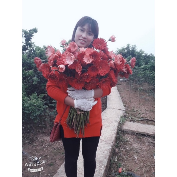 Cây hoa đồng tiền kép cổ ngày xưa