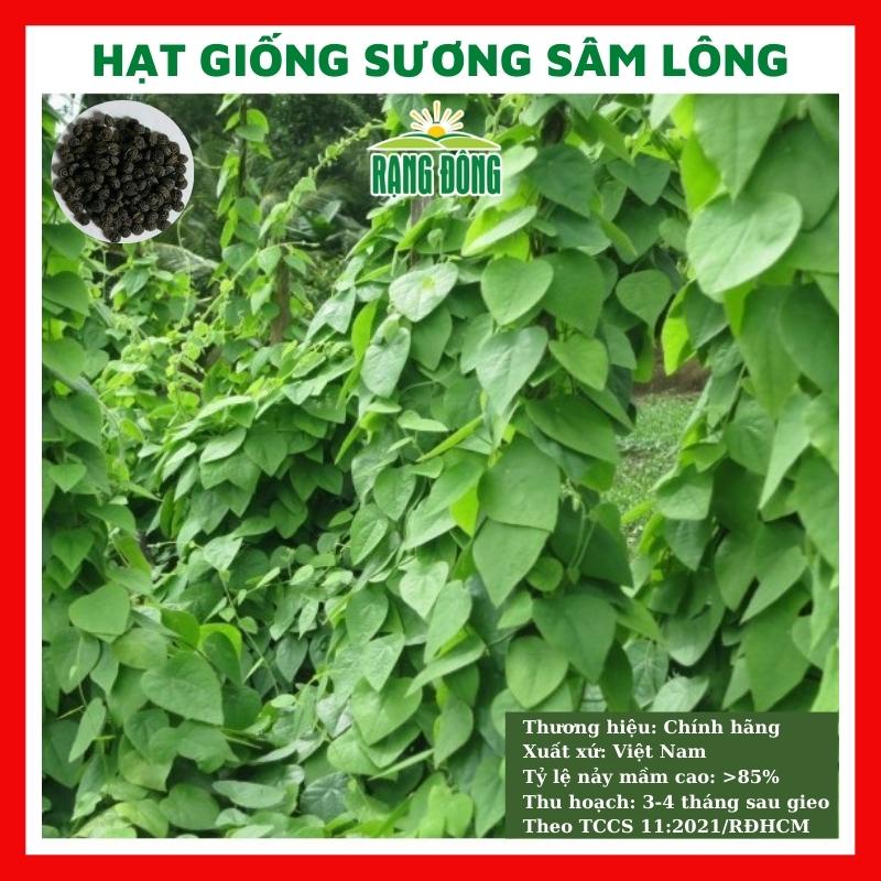 Hạt giống sương sâm lông - rau củ quả trồng chậu,sân vườn ban công ngon giòn ngọt nảy mầm cao 10 hạt RADO406