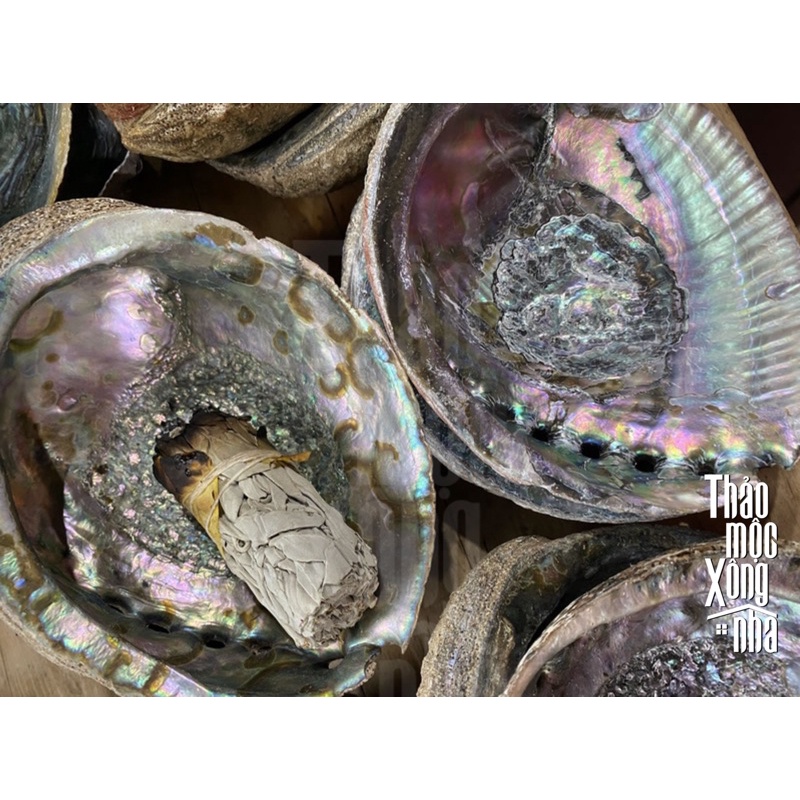 Đĩa ốc xà cừ New Zealand - Natural Abalone Shell