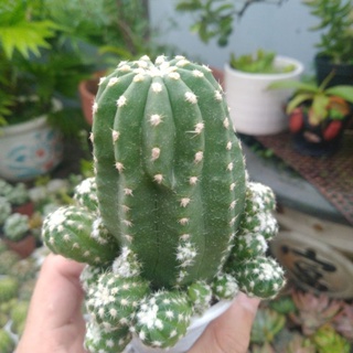 Xương rồng Echino