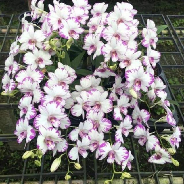 Chớp enobi trưởng thành cho hoa