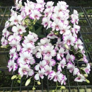 Chớp enobi trưởng thành cho hoa