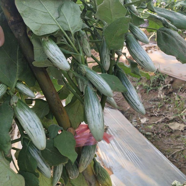 150 Hat giống cà dừa Abong Chia Tai