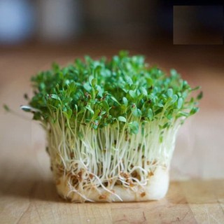 50Gr Hạt Mầm cải xanh Đà Lạt