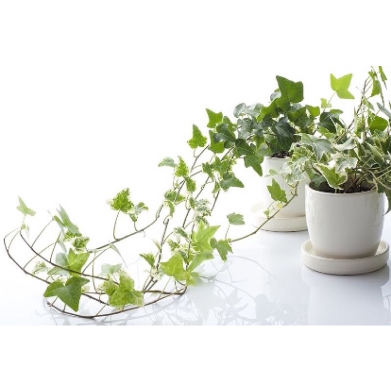 Cây thường xuân cẩm thạchh- cây kiểng decor trang trí đẹp mắt🌷