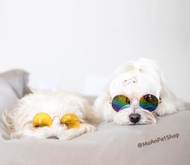 MẮT KIẾNG CÚN MÈO