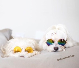 MẮT KIẾNG CÚN MÈO 🐶😻
