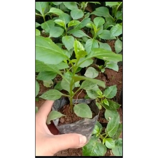hoa thược dược combo mick ạ 10 cây