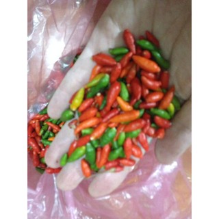 Qủa giống Ớt gió H'Mong huyện Tủa Chùa, túi 1 lạng