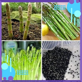 Hạt giống cây Măng Tây Xanh F1 .