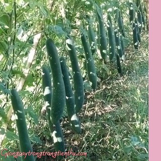 HẠT GIỐNG BÍ ĐAO(BÍ SẶT)CAO SẢN NHẬP KHẨU.