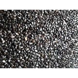 500 GRAM HẠT GIỐNG KEO LAI . (hạt giống vụ mới - Tỷ lệ nãy mầm cao ).