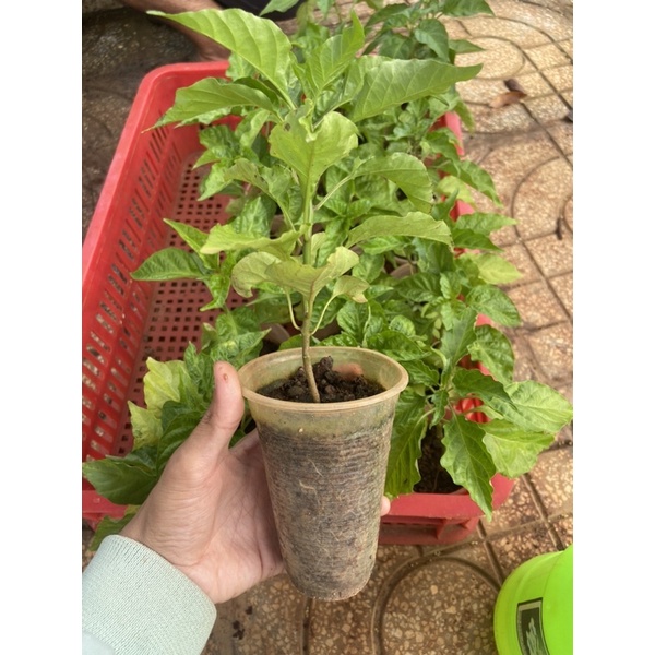 Cây giống ớt ngoại xổ số