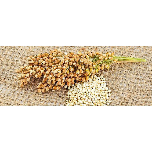 Hat  Diêm Mạch Quinoa Mỹ Hữu cơ-Date mới ( Đóng gói 500gr )