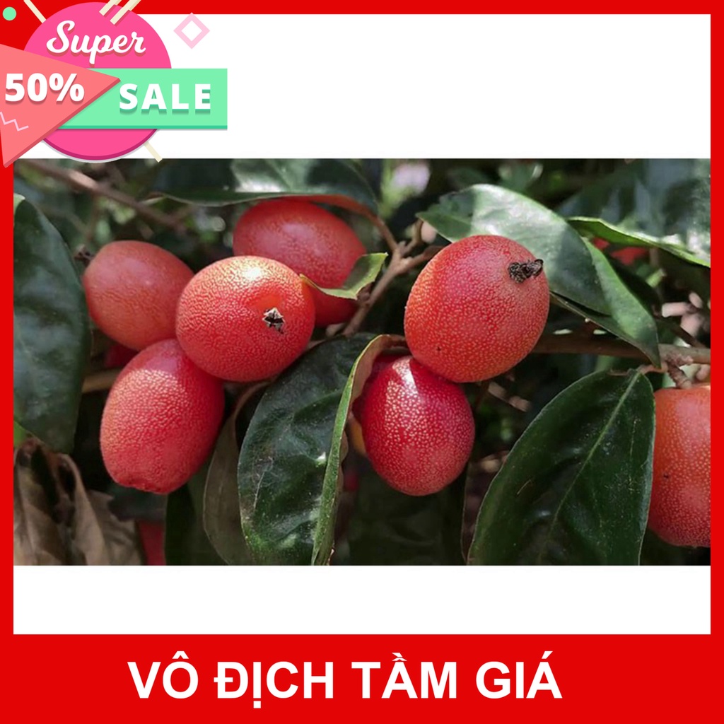 Free Ship Cây Nhót Siêu Ngọt - Phủ Xanh Việt Nam
