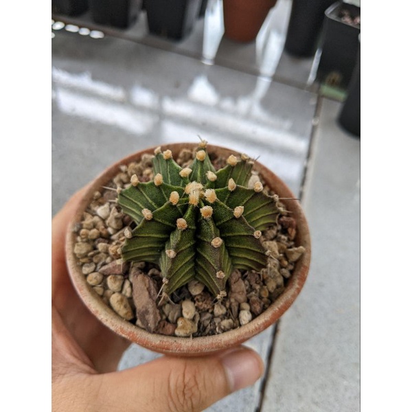 XƯƠNG RỒNG LB Hyb SIZE 4-5CM