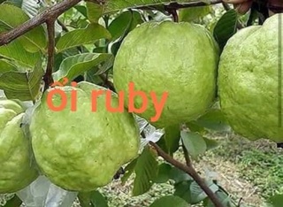 Cây giống Ổi Ruby ruột đỏ hồng