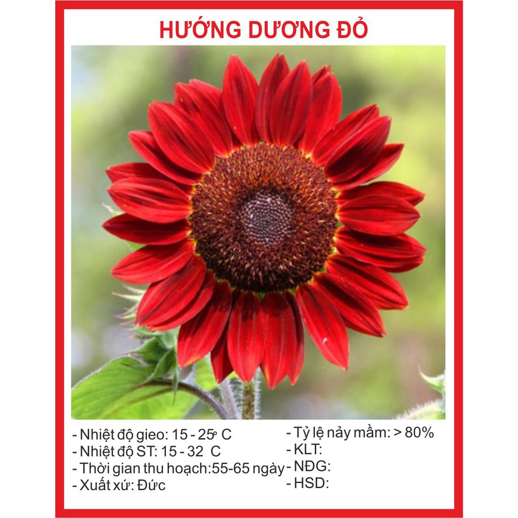 Hạt Giống Hoa Hướng Dương Đỏ 30 Hạt