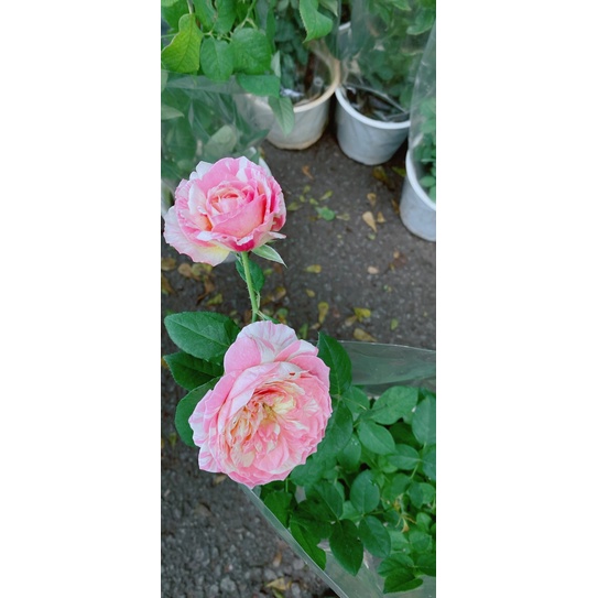 Bụi Hoa Hồng Hoa Thơm