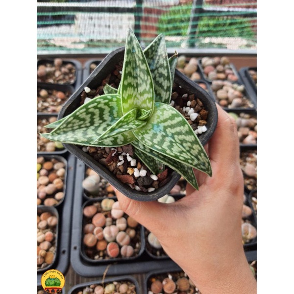 Sen đá | Aloe Variegata Tiger Aloe