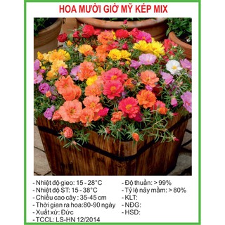 COMBO 2 GÓI Hạt Giống Hoa Mười Giờ Mỹ Kép Mix Tặng 01 Baby Hồng