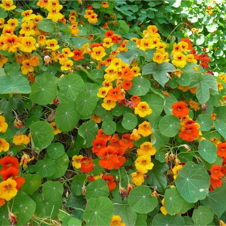 Hạt giống HOA SEN CẠN LÙN NHIỀU MÀU - GÓI 1 GRAM