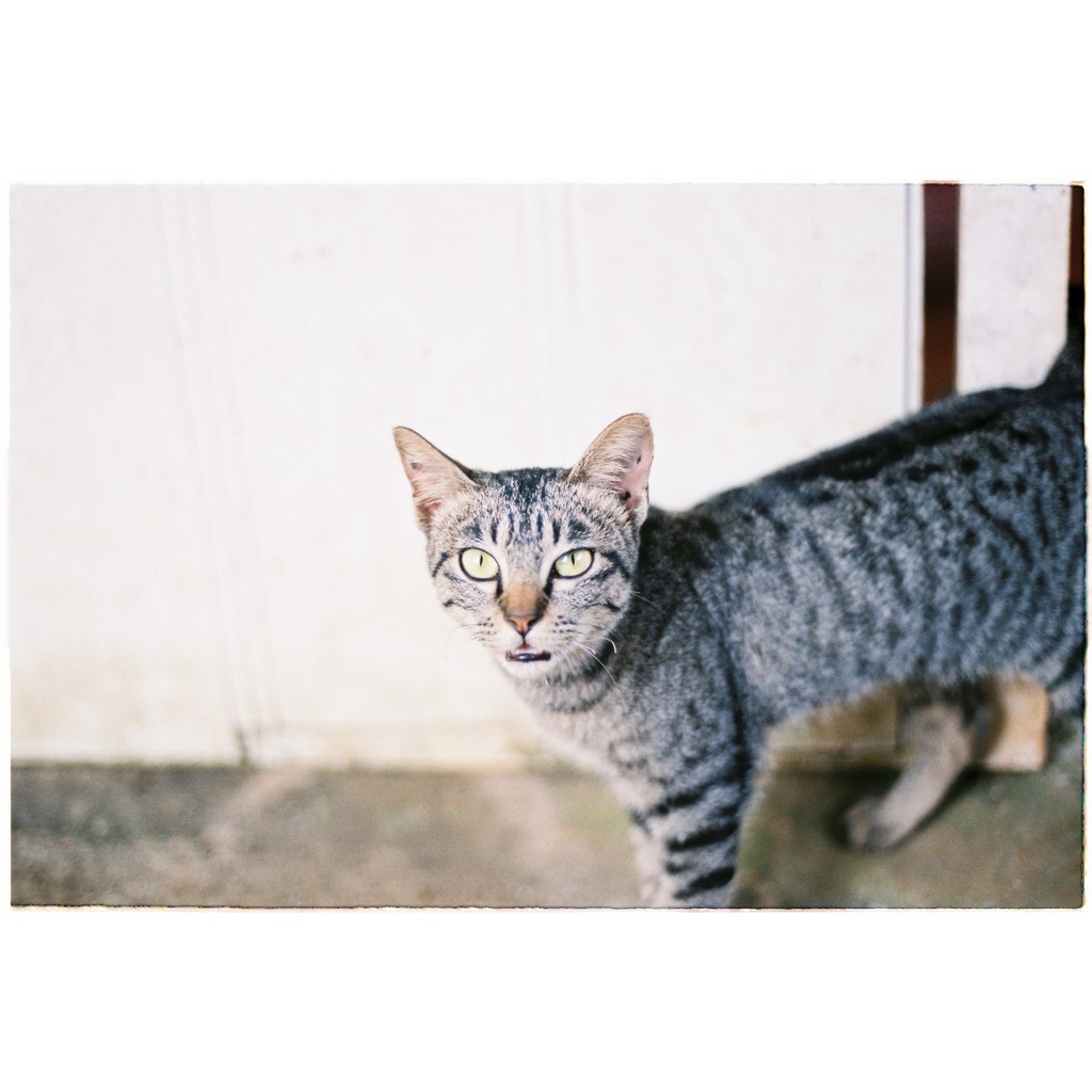 Fujifilm Superia Xtra 400 36 kiểu | Fuji Xtra 400