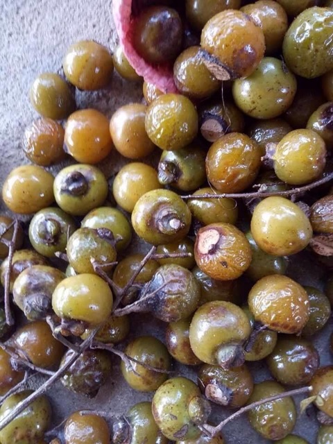 20kg bồ hòn Tây Nguyên chưa tách hạt