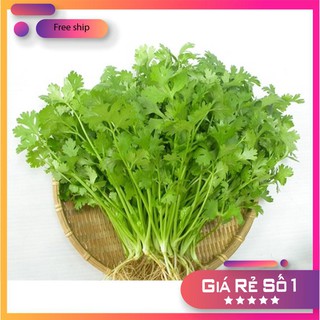 Hạt giống ngò rí (rau mùi) 20g