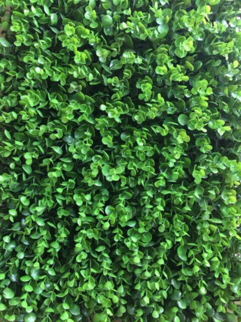 Thảm cỏ tai chuột nhân tạo kích thước 40x60cm trang trí không gian