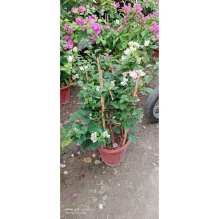 Hoa giấy Sakura