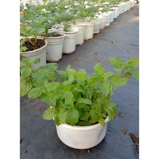 Cây Bạc hà Sả Chanh _ LEMON BALM 💪