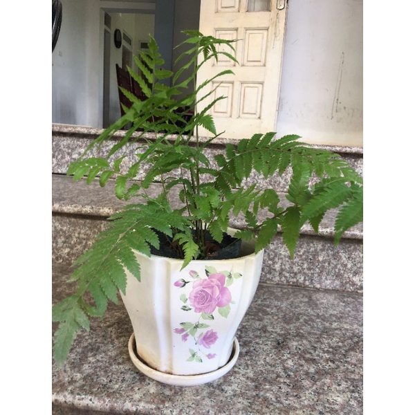 Cây dương xỉ cây như hình- cây phong thủy tốt