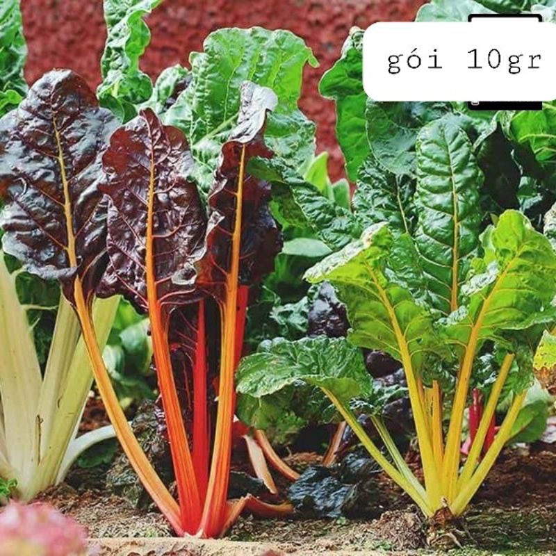 hạt giống cải cầu vồng Trang Nông - gói 10gr