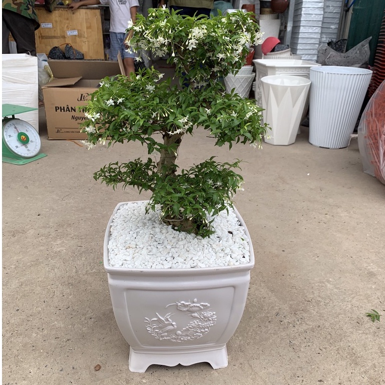Chậu Vuông Họa Tiết Hoa Sen, Chậu Nhựa Trồng Cây Sân Vườn Cổ Điển Sang Trọng KT 280 330 (Mẫu Mới Tết 2021)