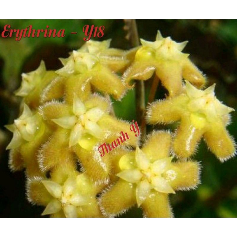 Cẩm cù Erythrina - số 18
